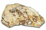 Dinosaur (Triceratops) Frill Shield Section - Montana #373867-1